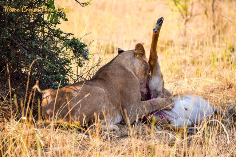 MY UGANDA MEMOIRS VII: BREAKFAST WITH LIONS
