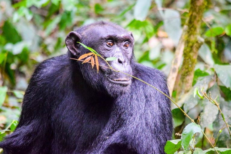 MY UGANDA MEMOIRS VI: CHIMP TRACKING AT BUDONGO FOREST