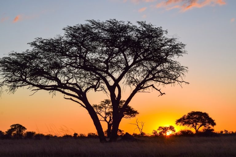 MY ZIMBABWE DIARY VII: HWANGE, ELEPHANT COUNTRY…