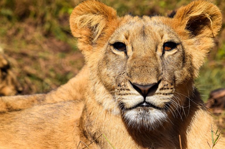 MY ZIMBABWE DIARY VI: EXCITING VIC FALLS…