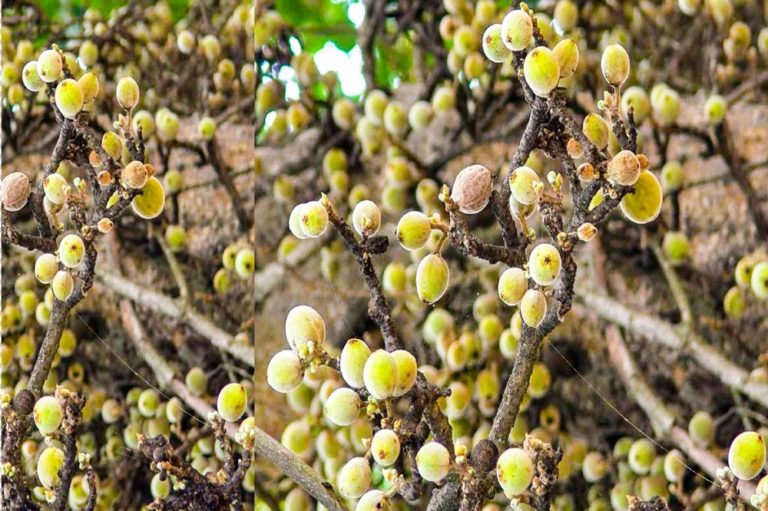 ESWATINI LEADS AFRICA IN THE CELEBRATION OF THE MARULA FRUIT