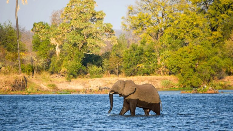 THE ZIMBABWE RETURN (II): …AND THE TOUR BEGINS