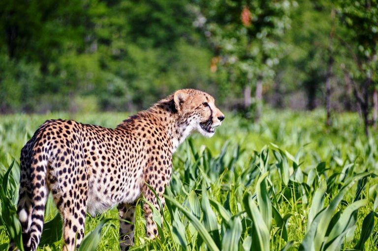 MALAWI: CHEETAHS RETURN TO MAJETE WILDLIFE RESERVE