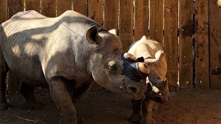 ESWATINI GETS BLACK RHINOS FROM SOUTH AFRICA