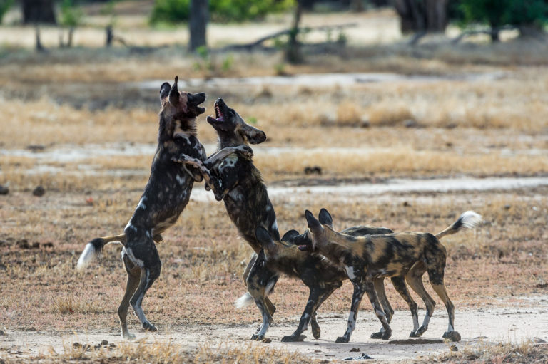 ZIMBABWE: WILDERNESS SAFARIS & PAINTED DOG CONSERVATION TRANSLOCATE WILD DOGS