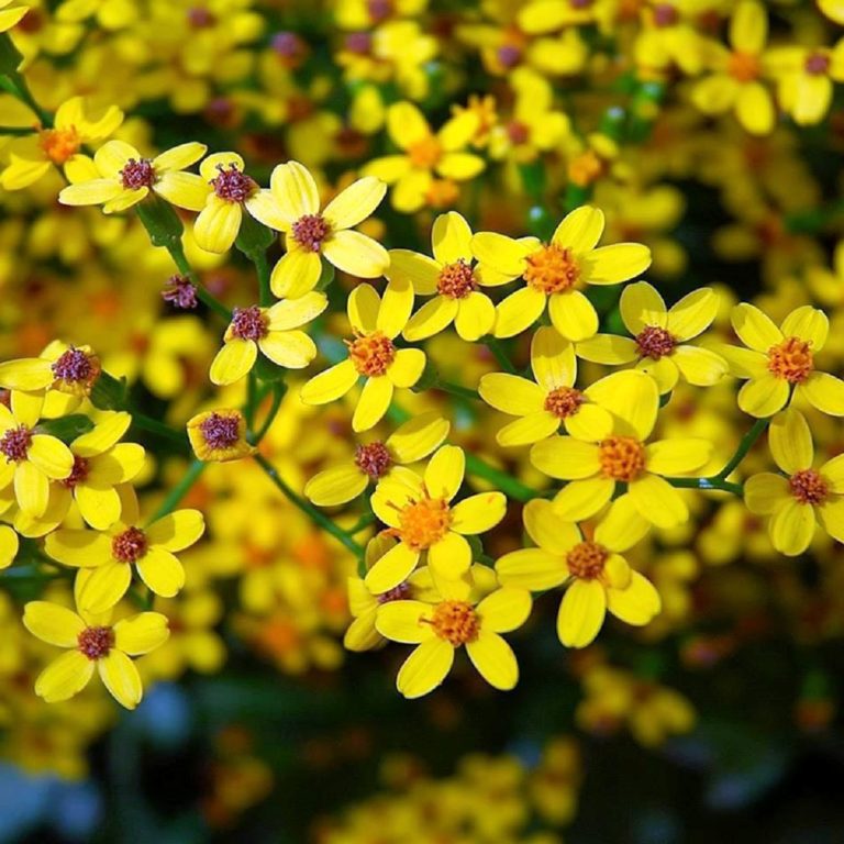 ENKUTATASH: CELEBRATING ETHIOPIAN & ERITREAN NEW YEAR!