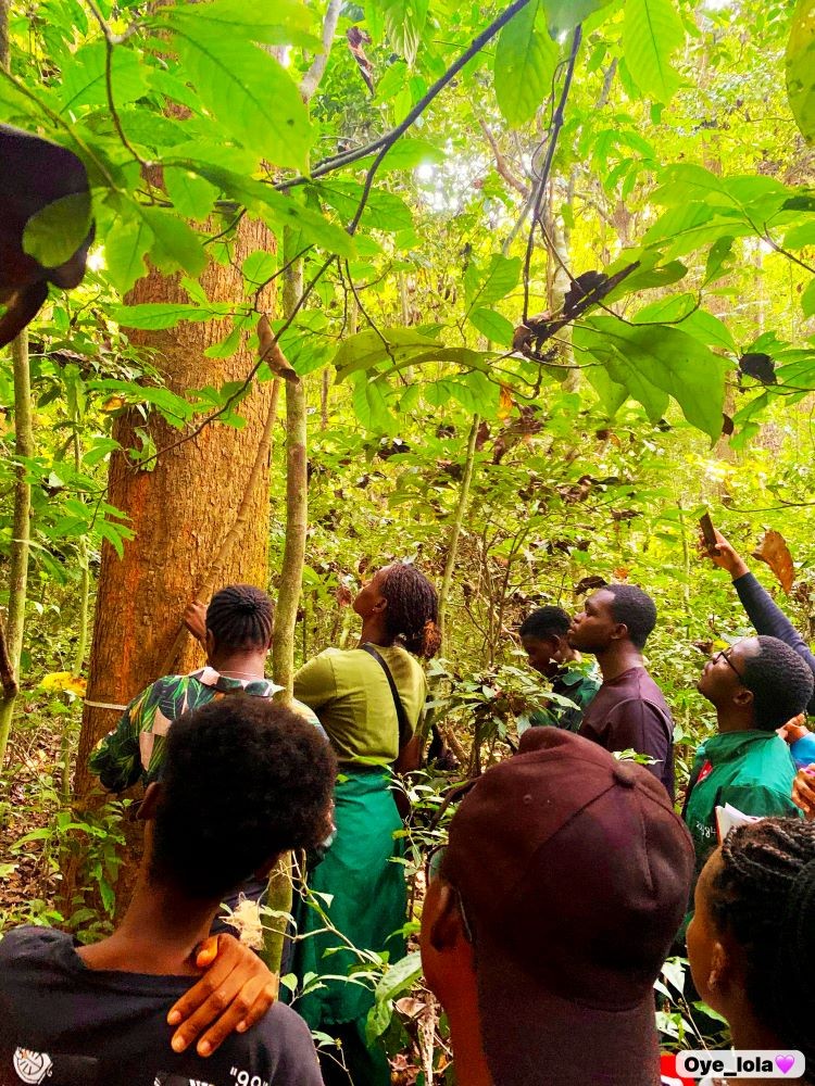 Okomu National Park: Where Nature Speaks to the Soul