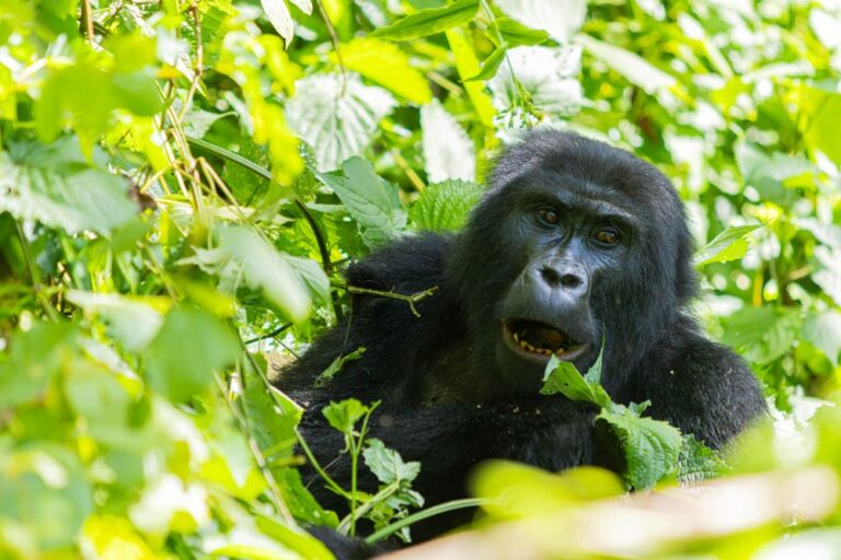 Uganda Announces Major Changes to Gorilla & Chimpanzee Permit Process