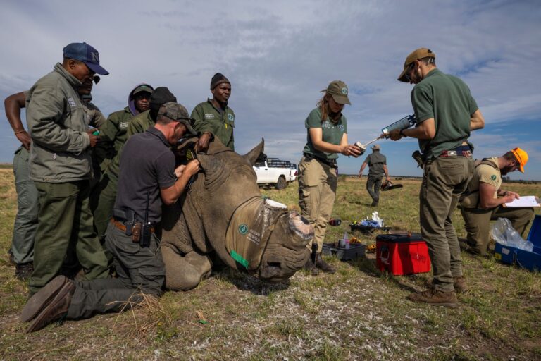 African Parks Complete Second Translocation of White Rhino into Greater Kruger