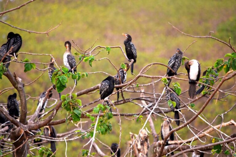 Silence, Colour, Flight: A Birdwatcher’s Guide to Uganda’s Aerial Kingdom