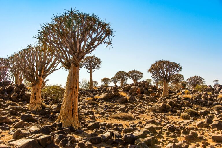 Kokerboom Wood: The Quiver Tree Forest