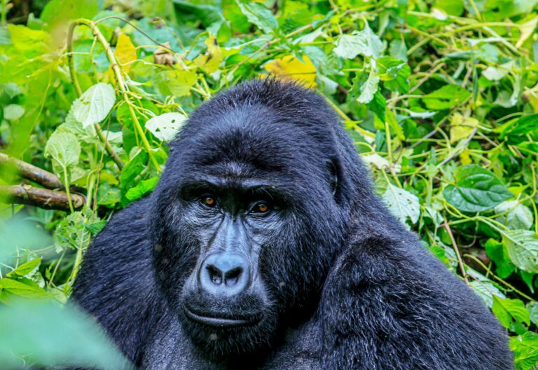 Uganda’s Mountain Gorillas: A Conservation Success Story Amidst Challenges