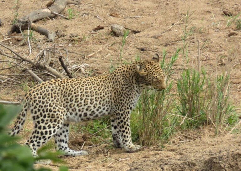 SANParks Announce Day Visitor Access at Kruger National Park for Festive Season