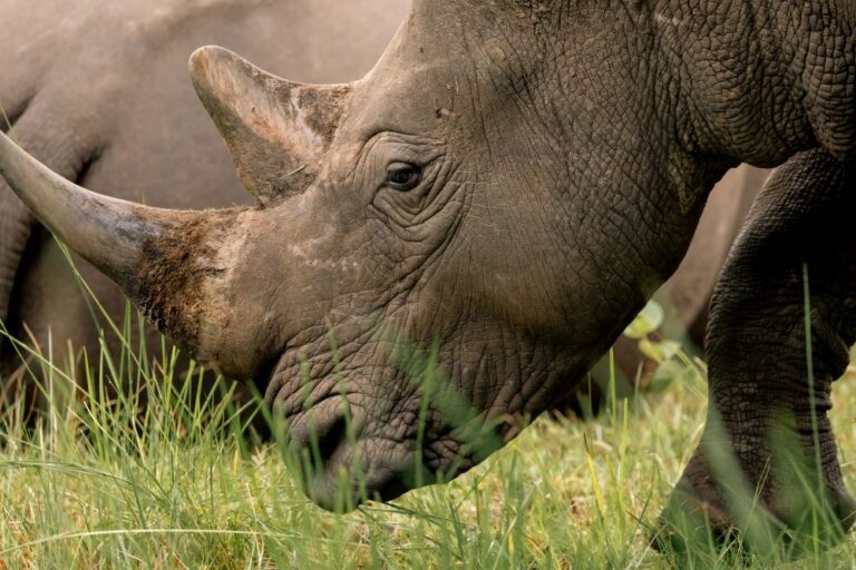 Uganda Wildlife Consolidates Conservation with 8 Rhinos from South Africa