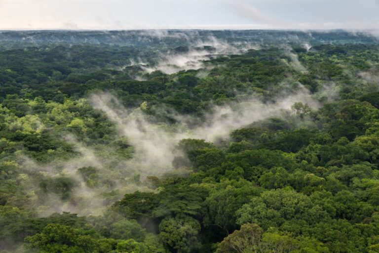 Empowering Local Communities through Sustainable Forest Management in Chinko, CAR