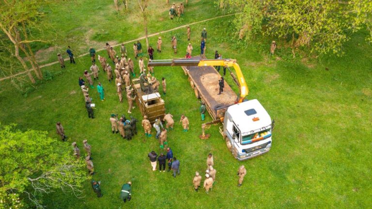 Uganda Records Milestone with Return of Rhinos to Ajai Wildlife Reserve