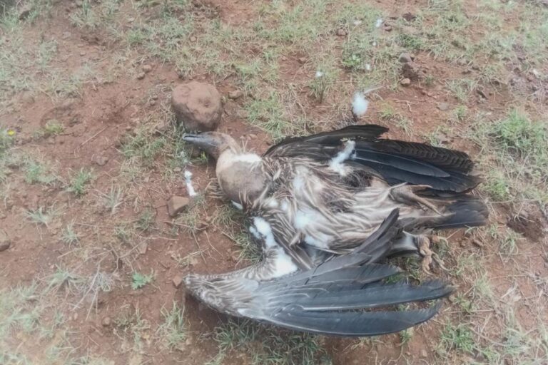 Human-Wildlife Conflict: Lions Poisoned to Death in Amboseli Ecosystem