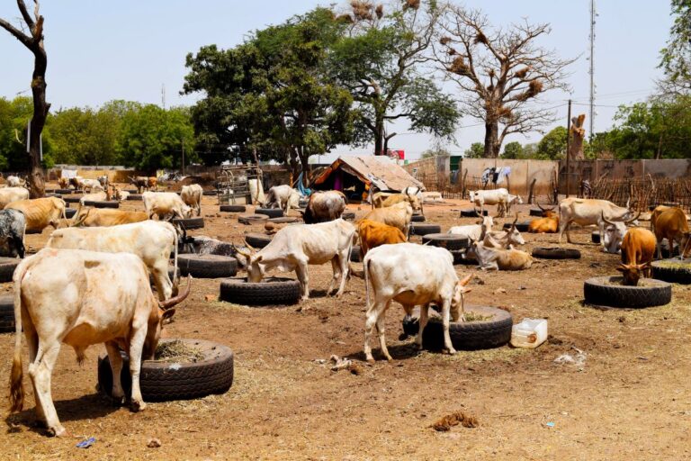 Tabaski: The Unique Cultural Tapestry of Senegal’s Spin on Eid al-Adha
