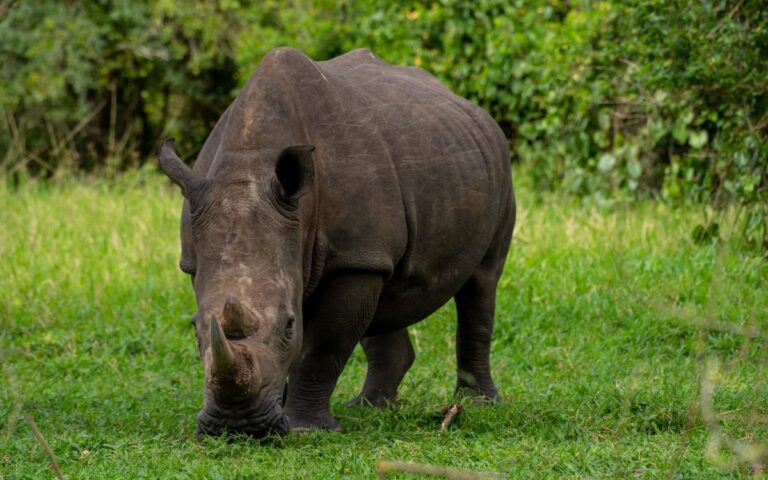 Return to Kidepo Valley: After 40 Years, Rhinos Are Coming Home