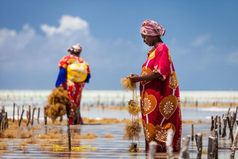 Salt, Sweat & Seaweed: The Women Powering Zanzibar’s Blue Economy
