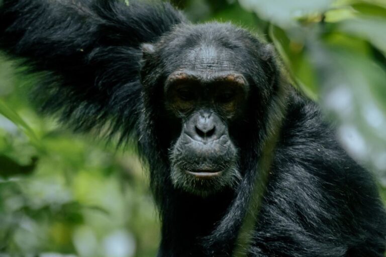 Canadian Delegation Discovers the Biodiversity of Kibale, Uganda’s Primate Capital