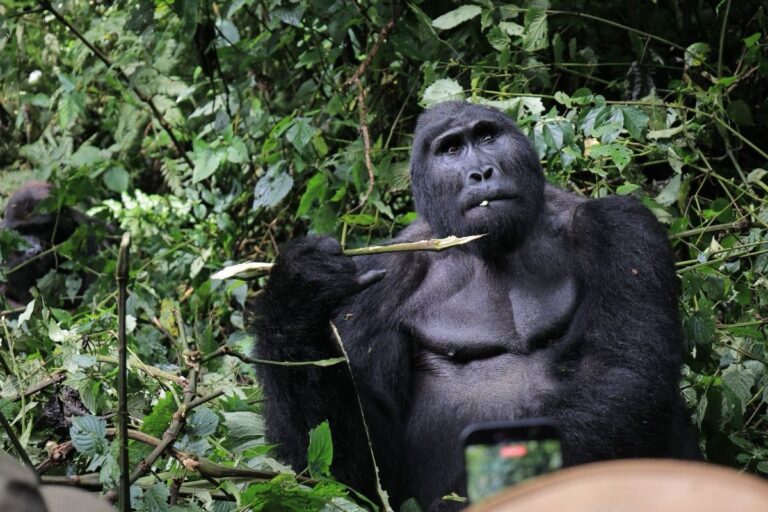 From Chimpanzees to Gorillas: Egyptian Delegation Deepens “Green Diplomacy” in Bwindi