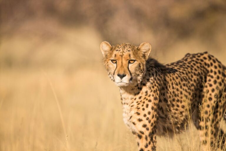 Cheetahs Return to Zambia’s Luangwa Valley After 30-Year Absence