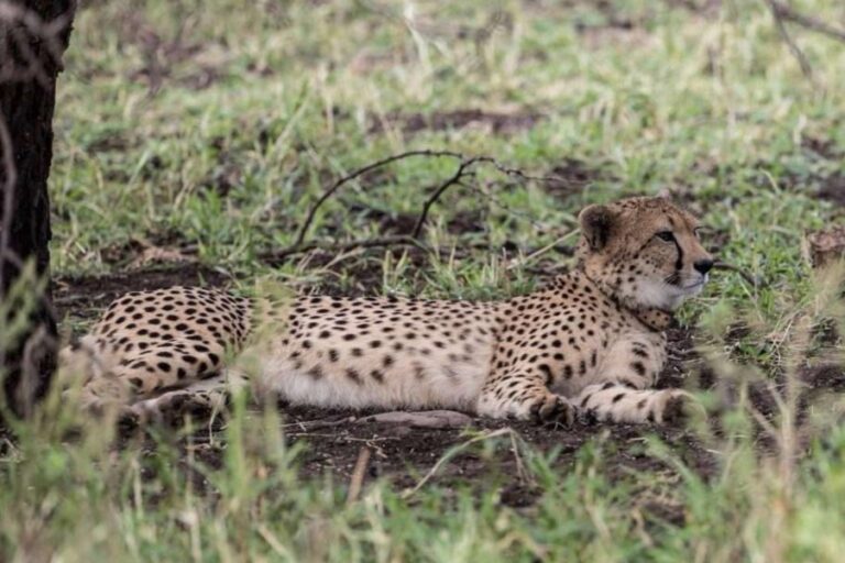 Cheetahs Return to Eswatini After 35-Year Absence in Major Conservation Milestone