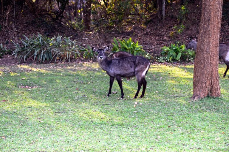 Zambia Opens 2026 Citizen & Resident Hunting Season with Raffle Winners Announcement