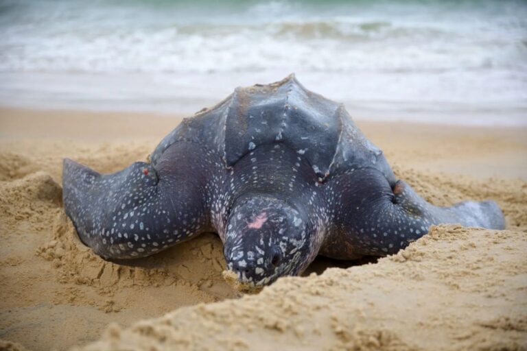 The Million-Naira Turtle: Why Nigeria’s Coastal Tourism Is Held Hostage